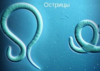 Острица